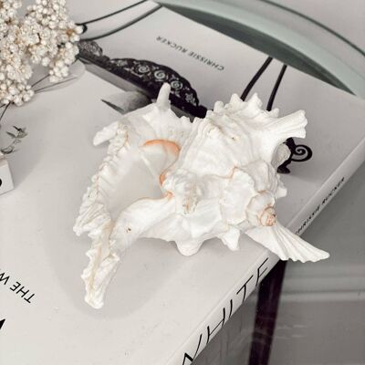 White Murex Shell Candle