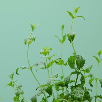 Capsule MENTHE VERTE - Kit capsule et graines pour faire pousser plante aromatique menthe verte - capsule pour potager d'intérieur autonome Prêt à pousser - Substrat et coque en plastique végétal 2