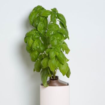Capsule BASILIC GRAND VERT - Kit capsule et graines pour faire pousser plante aromatique basilic grand vert - capsule pour potager d'intérieur autonome Prêt à pousser - Substrat et coque en plastique végétal 3