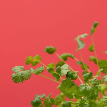 Capsule CORIANDRE - Capsule et graines pour faire pousser herbe aromatique coriandre - graines de coriandre - capsule pour potager d'intérieur autonome Prêt à pousser - Substrat et coque en plastique vegetal 3