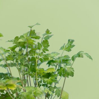 Capsule PERSIL PLAT - Kit capsule et graines pour faire pousser plante aromatique persil plat - capsule pour potager d'intérieur autonome Prêt à pousser - Substrat et coque en plastique végétal 2
