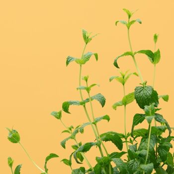 Capsule MENTHE MAROCAINE - Kit capsule et graines pour faire pousser plante aromatique menthe marocaine - capsule pour potager d'intérieur autonome Prêt à pousser - Substrat et coque en plastique végétal 3