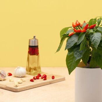 Capsule MINI PIMENT -Kit capsule et graines pour faire pousser fruits et légumes mini piment - capsule pour potager d'intérieur autonome Prêt à pousser - Substrat et coque en plastique végétal 3