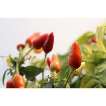 Capsule MINI POIVRONS - Kit capsule et graines pour faire pousser fruits et légumes mini poivrons - capsule pour potager d'intérieur autonome Prêt à pousser - Substrat et coque en plastique végétal 3