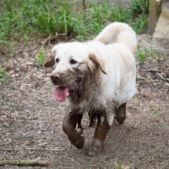 Ouaip tu pues ! Lingettes d'urgence biodégradables pour chien x10 5