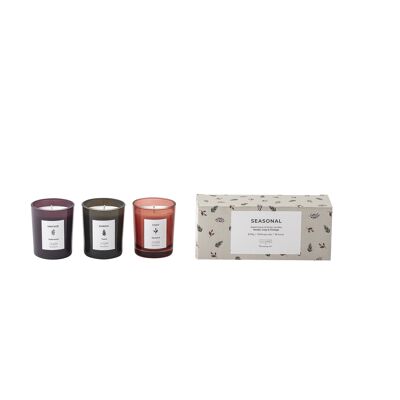 Bougie Parfumée de Saison, Cire Naturelle (75 G. - 18 Heures - Coffret Cadeau - Lot de 3 - D6xH7 cm)