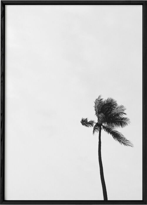 Affiche Palmier noir et blanc