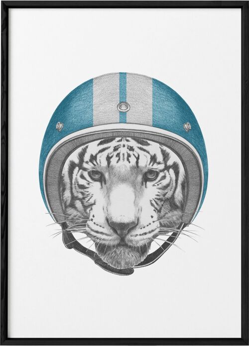 Affiche Tigre  blanc