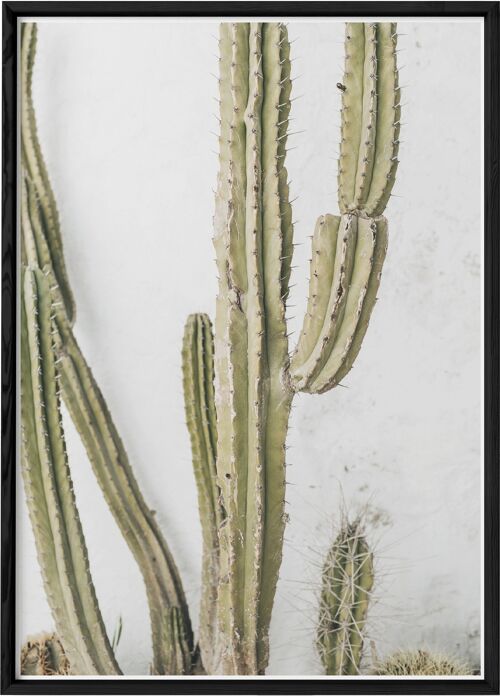 Affiche nature Cactus