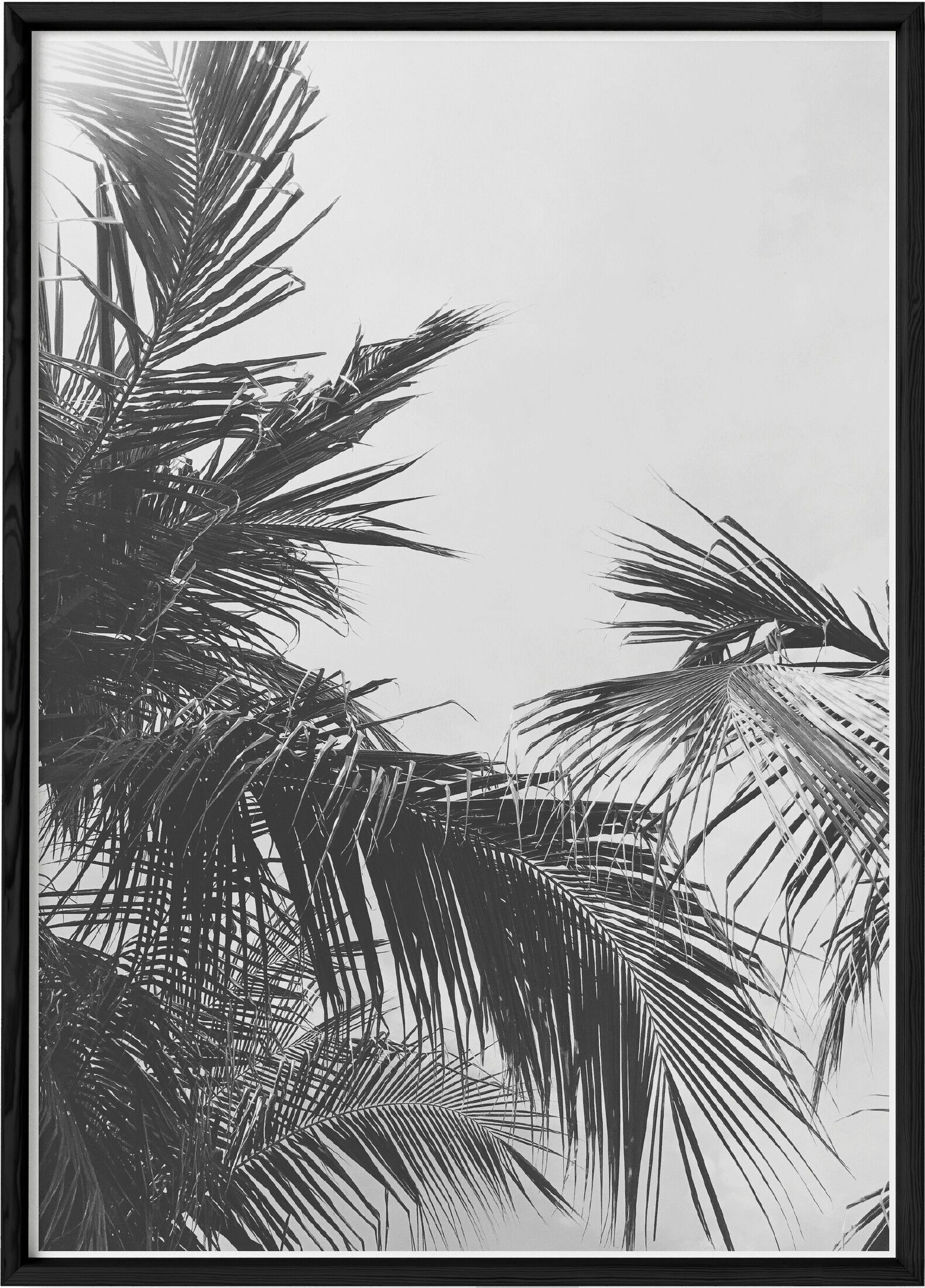 Póster naturaleza Hoja de palmera n°2