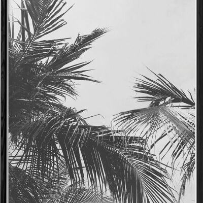 Affiche nature Feuille de palmier n°2