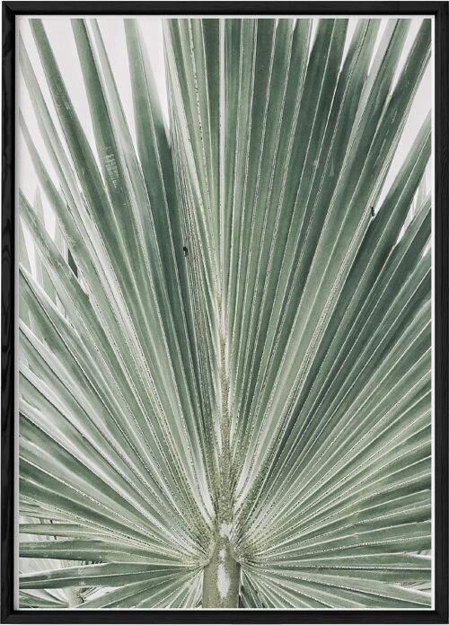 Affiche Nature Feuille de palmier
