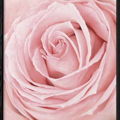 Flor rosa rosa Póster