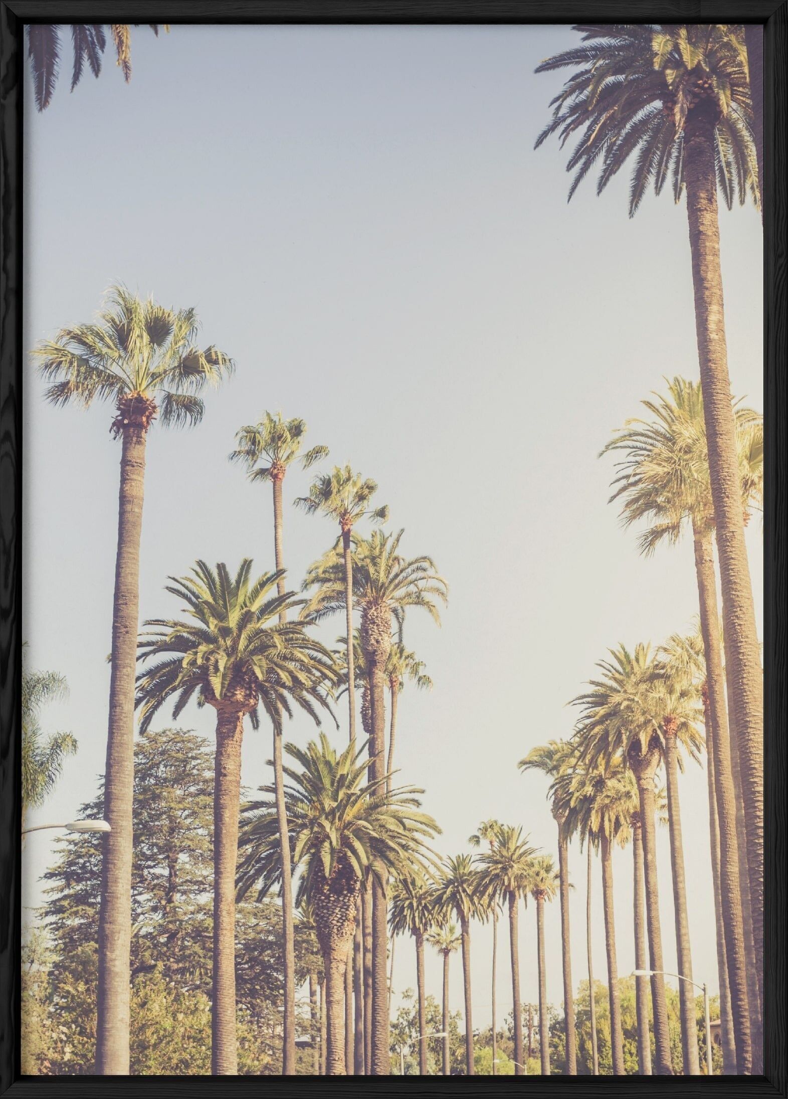 Beverly Hills-Palmen-Plakat