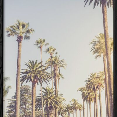 Beverly Hills Palm Trees Poster