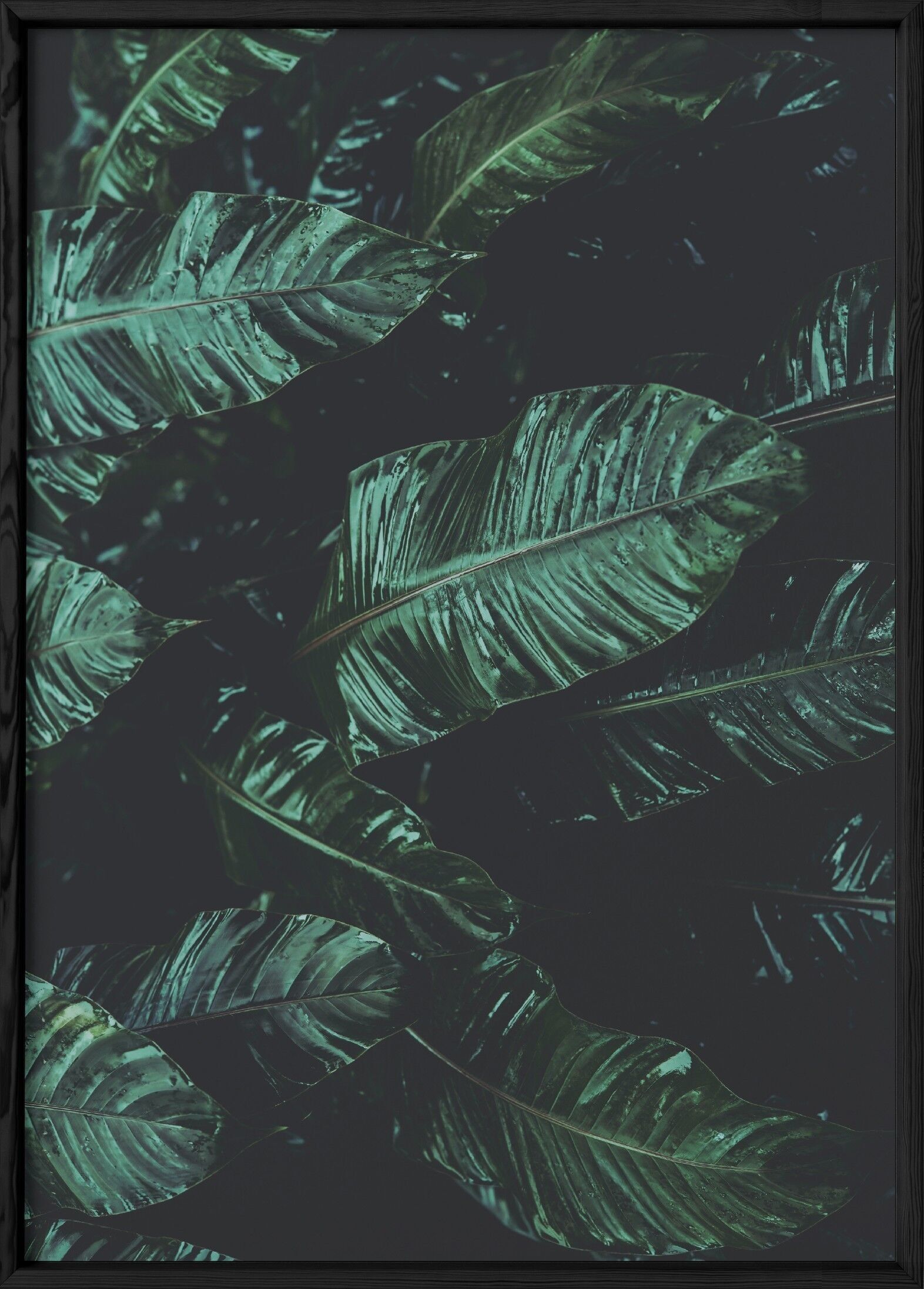 Manifesto della natura della foglia di palma della banana