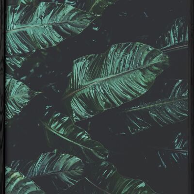 Banana Palm Leaf Nature Poster