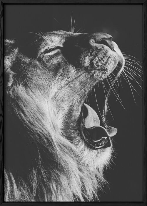 Affiche Lion noir et blanc 2