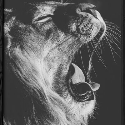 Poster del leone in bianco e nero 2