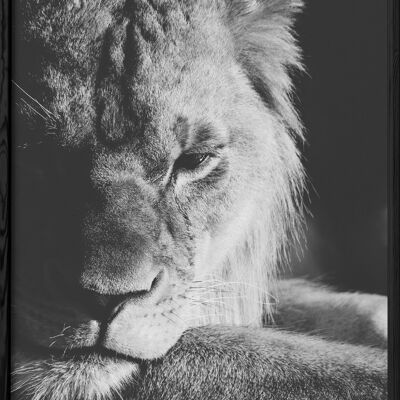 Poster del leone in bianco e nero 3