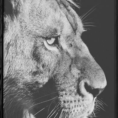 Poster del leone in bianco e nero 4