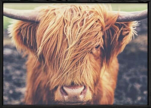 Affiche Highland Cow