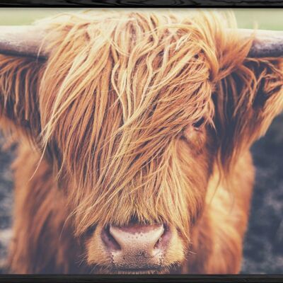 Highland Cow poster