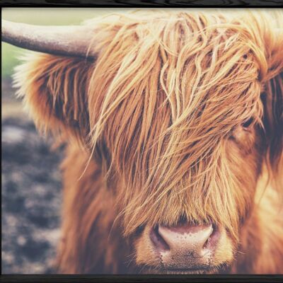 Affiche Highland Cow