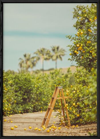 Affiche Lemon Trees