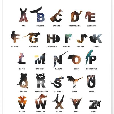 Alphabet-Poster für Kinder