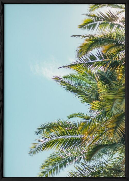 Affiche Palm Trees 5