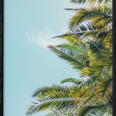 Poster Palm Trees 5