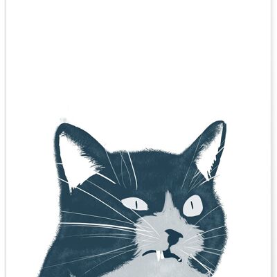 cartel de gato