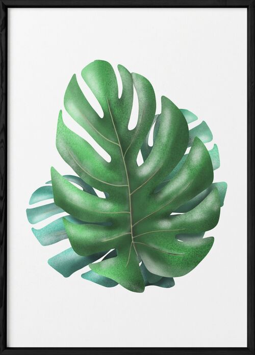 Affiche Cactus monstera