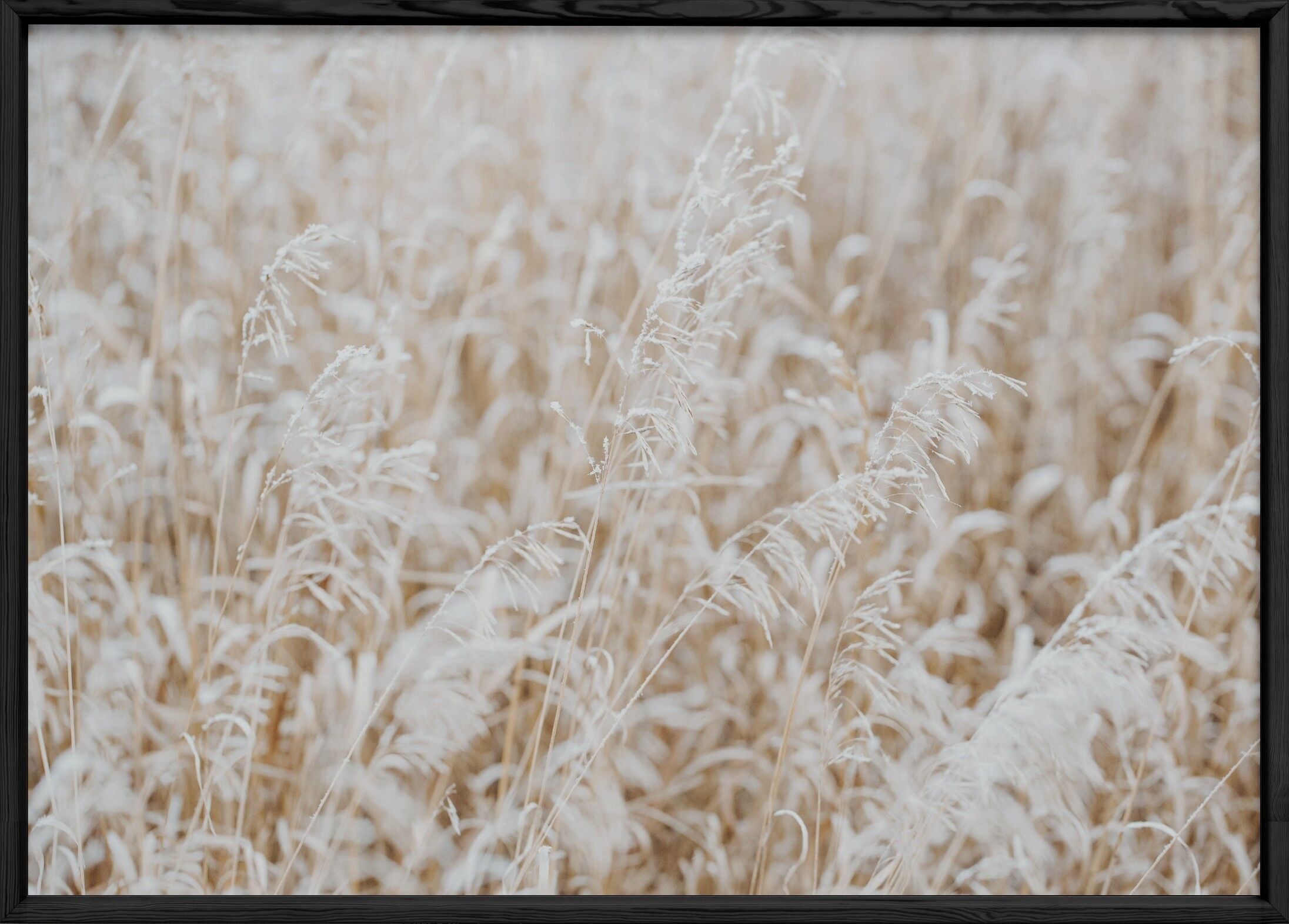 Poster Nature Winter 4