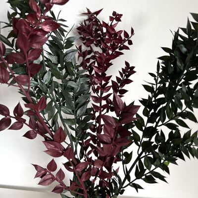 Ruscus seco - 3 tallos - 45cm - bordo