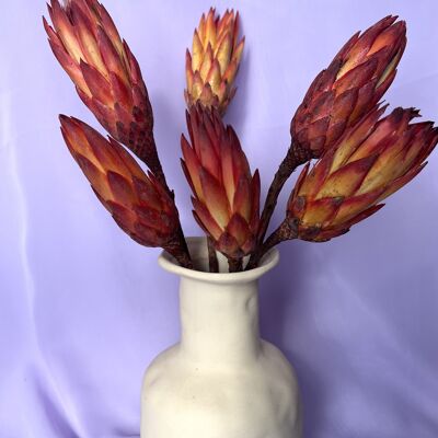 Dried Protea - Natural Red - one piece