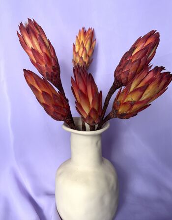 Protea séchée - Rouge naturel - une pièce