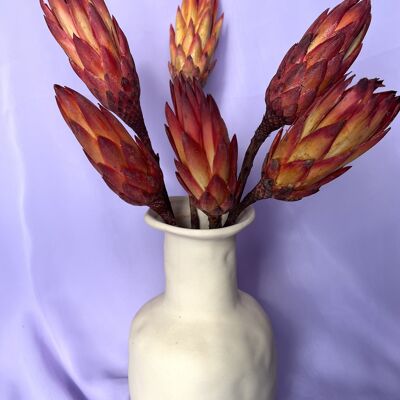 Protea seca - Natural Red - de una sola pieza