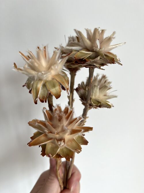 Dried Plumosum Flower - one piece - 30-35cm