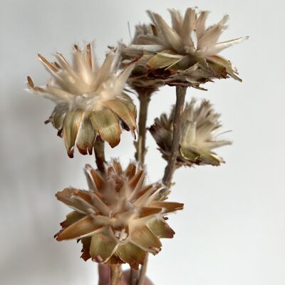 Flor de plumoso seco - una pieza - 30-35cm