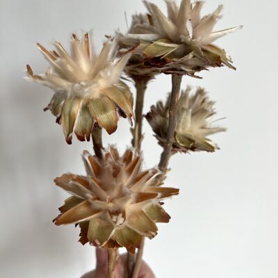 Getrocknete Plumosum Blume - ein Stück - 30-35cm