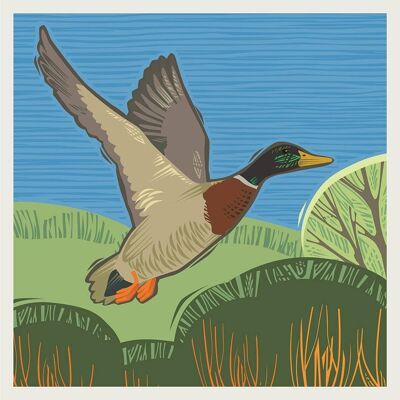 CC11 MALLARD GREETING CARD