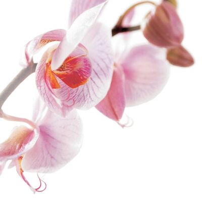 FF01A PINK ORCHID GREETING CARD