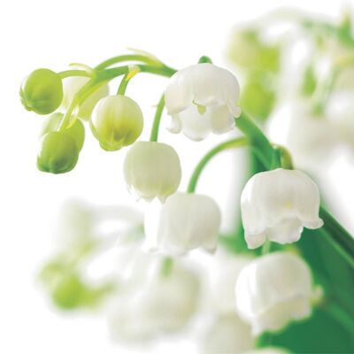 FF02 LILY OF THE VALLEY GREETING CARD
