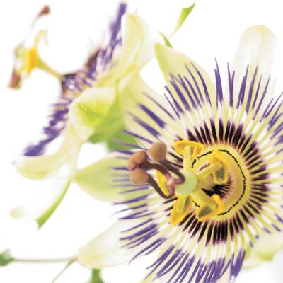 FF05 PASSION FLOWER GREETING CARD