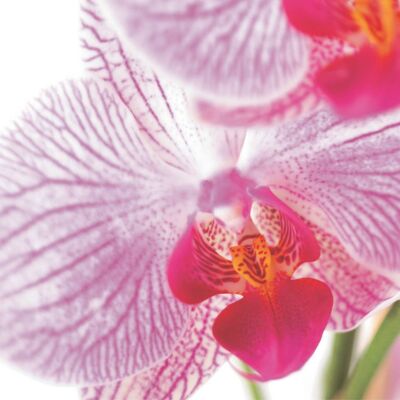 FF07A STRIPED ORCHID GREETING CARD