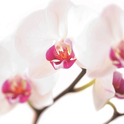 FF10A WHITE and PINK ORCHID GREETING CARD