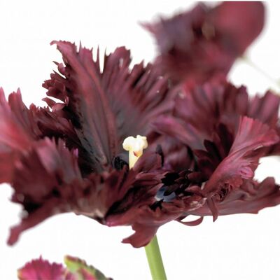 FF12 PARROT TULIP GREETING CARD