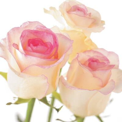 FF27 CREAM and PINK ROSE GREETING CARD